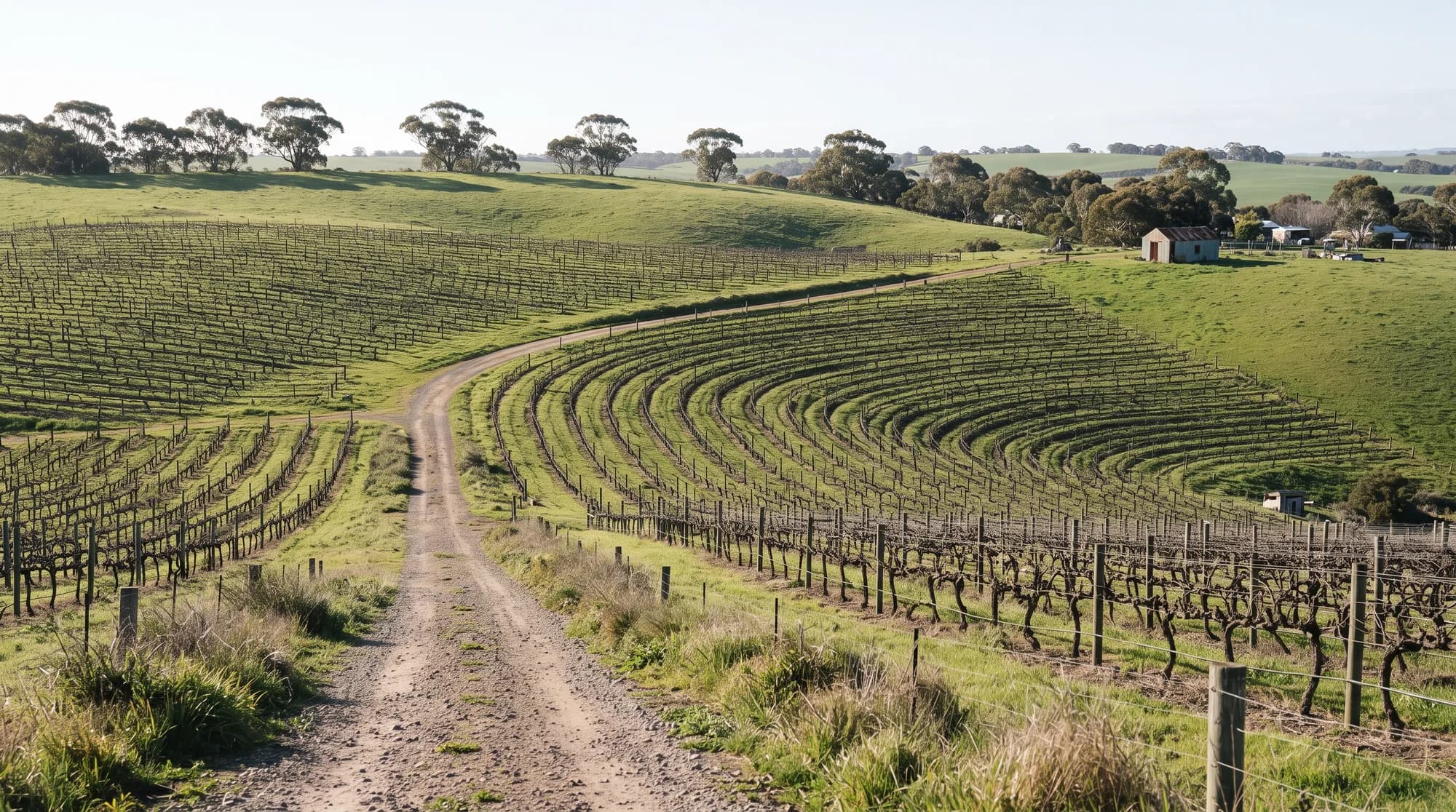 A dirt track running between rows of bare winter vines in the McLaren Vale wine district, with green rolling hills behind