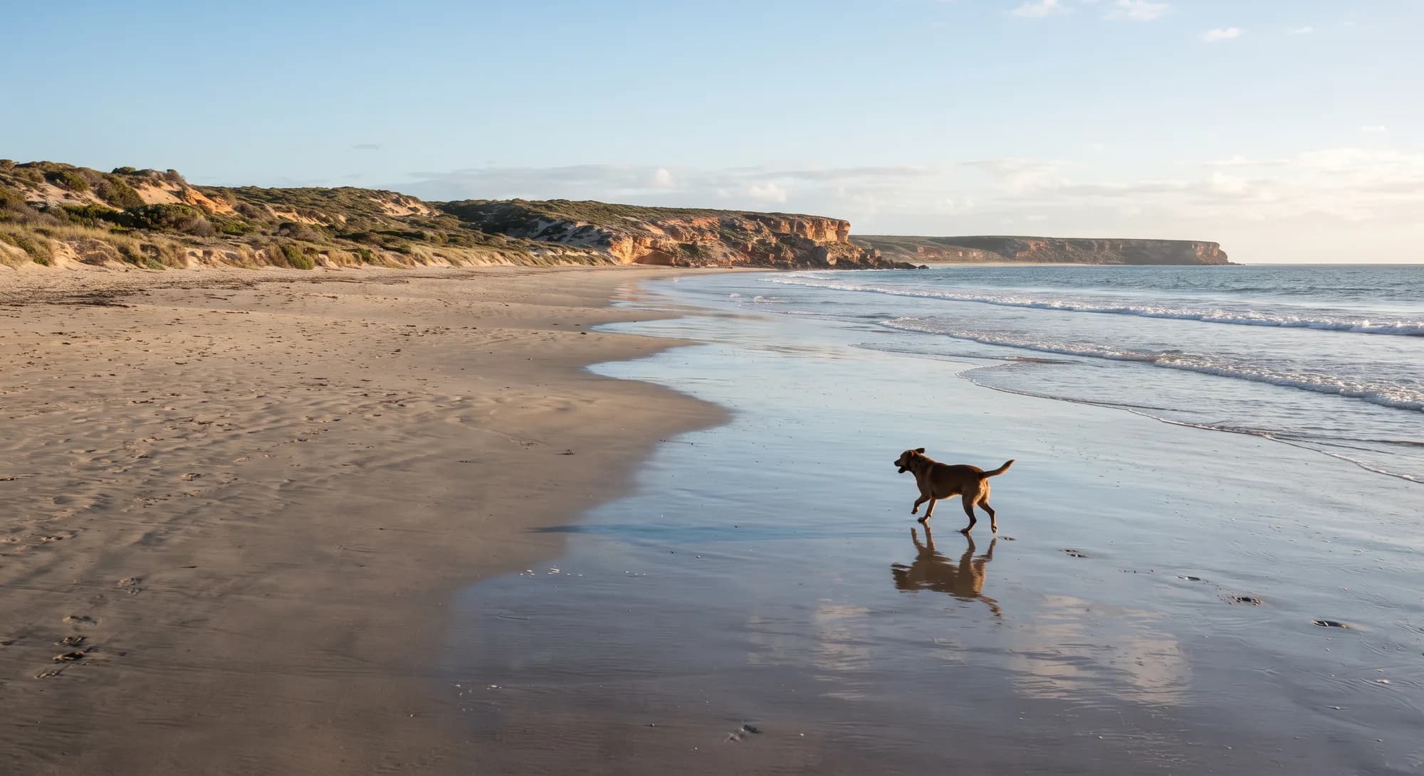 A brown dog trotting along the wet shoreline of a wide beach below sandstone cliffs